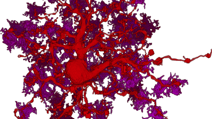 Research Group "Neuronal Modeling", Hertie AI